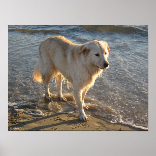 Poster Chien sur le rivage (Devant)