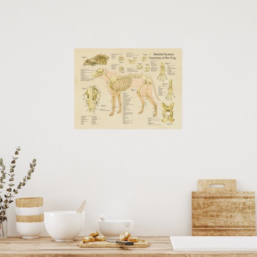 Poster Chien Système Skeletal Bones Anatomie Graphique (Cuisine)
