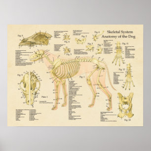 Poster Chien Système Skeletal Bones Anatomie Graphique