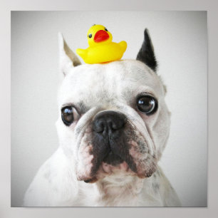 Poster Chien-taureau français avec canard en caoutchouc
