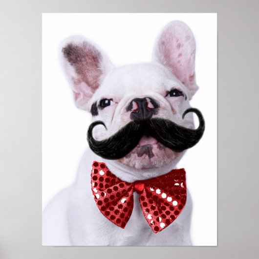 Poster Chien taureau français Chien Chien Chien Chien Ave (Devant)