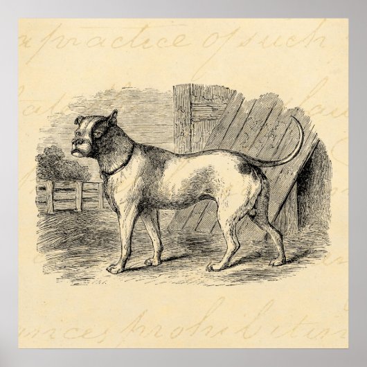 Poster Chien taureau vintage des années 1800 - Chien (Devant)
