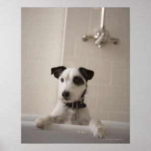 Poster Chien terrier de Jack Russell