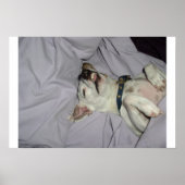 Poster Chien vampire (Devant)