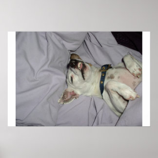 Poster Chien vampire