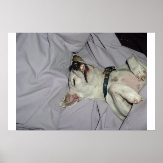 Poster Chien vampire (Devant)
