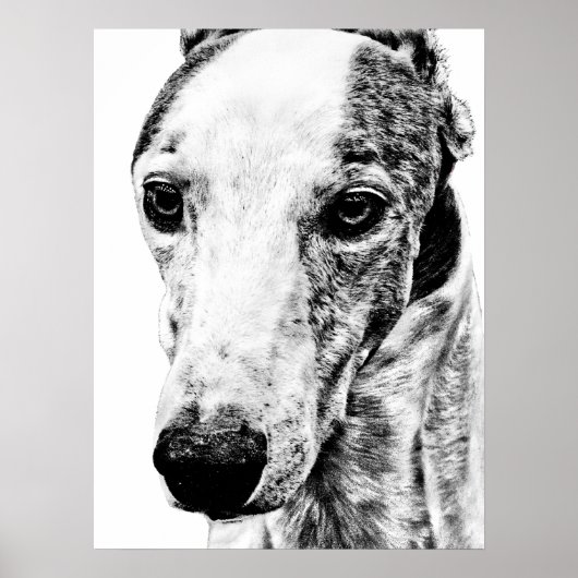 Poster Chien Whippet (Devant)