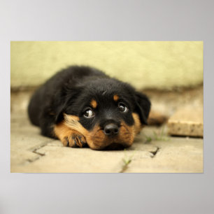 Poster Chienchien de rottweiler de chiot