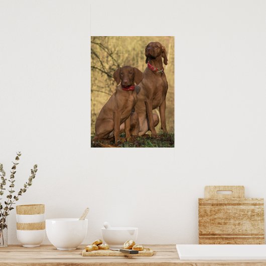 Poster Chiens à dos de Vizsla (Cuisine)