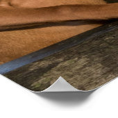 Poster Chiens à dos de Vizsla (Coin)