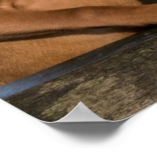 Poster Chiens à dos de Vizsla (Coin)