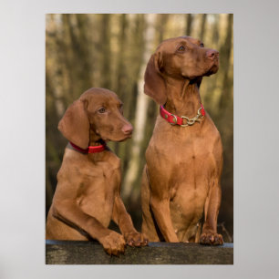 Poster Chiens à dos de Vizsla