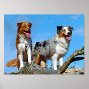 Poster Chiens de chiot australiens