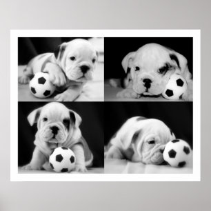 Poster "Chiens de football" English Bulldog Collage