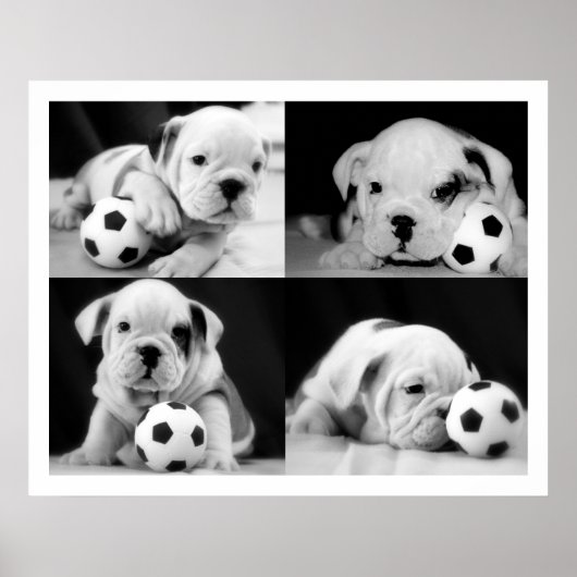 Poster "Chiens de football" English Bulldog Collage (Devant)