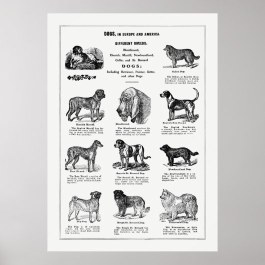 Poster Chiens de races (Devant)