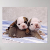 Poster Chiens de taupe (Devant)