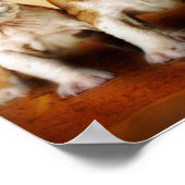 Poster Chiens de taureau anglais vraiment mignons (Coin)