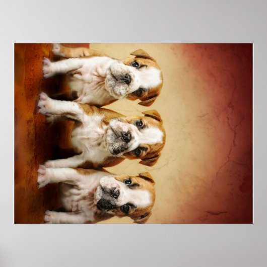 Poster Chiens de taureau anglais vraiment mignons (Devant)