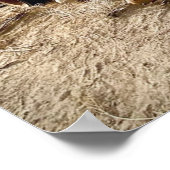 Poster Chiens derp sur un réservoir dans le désert (Coin)