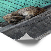 Poster Chiens errants devant des portes vertes sales (Coin)
