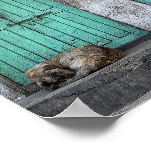 Poster Chiens errants devant des portes vertes sales (Coin)