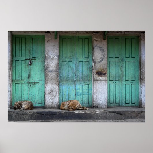 Poster Chiens errants devant des portes vertes sales (Devant)