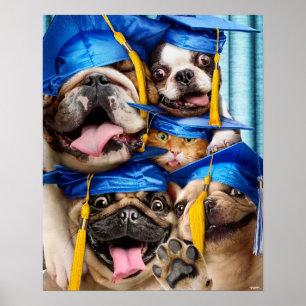 Poster Chiens et chats diplômés en photomaton