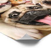 Poster Chiens et photo d'un groupe de chats (Coin)