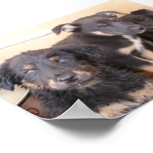 Poster Chiens gratuits (Coin)