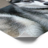 Poster Chiens Malamutes d'Alaska (Coin)