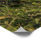 Poster Chiens sauvages africains en Tanzanie (Coin)