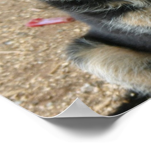 Poster Chiffre allemand Puppy Print (Coin)