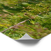 Poster Chiffre de taureau français (Coin)