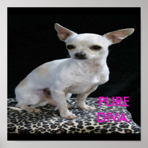 Poster Chig Chihuahua Diva Print