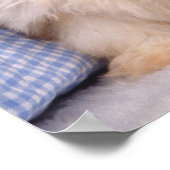 Poster Chih Tzu chippies sous une couverture contrôlée (Coin)