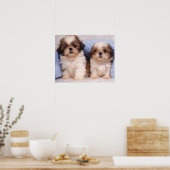 Poster Chih Tzu chippies sous une couverture contrôlée (Cuisine)