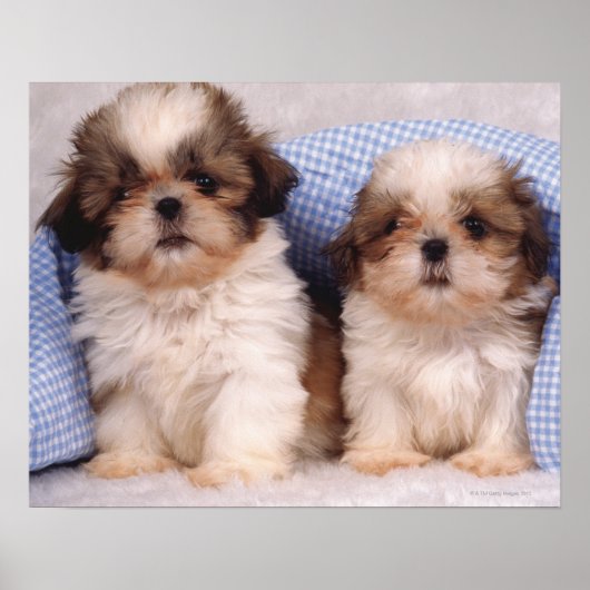Poster Chih Tzu chippies sous une couverture contrôlée (Devant)