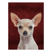 Poster Chihuahua (Devant)