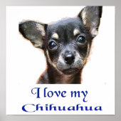 Poster Chihuahua (Voorkant)