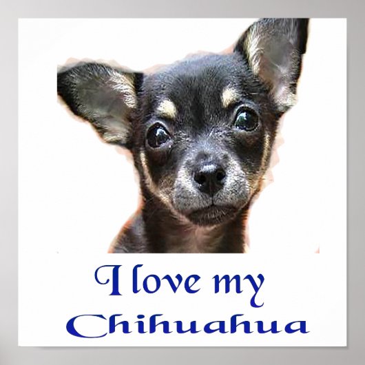 Poster Chihuahua (Voorkant)
