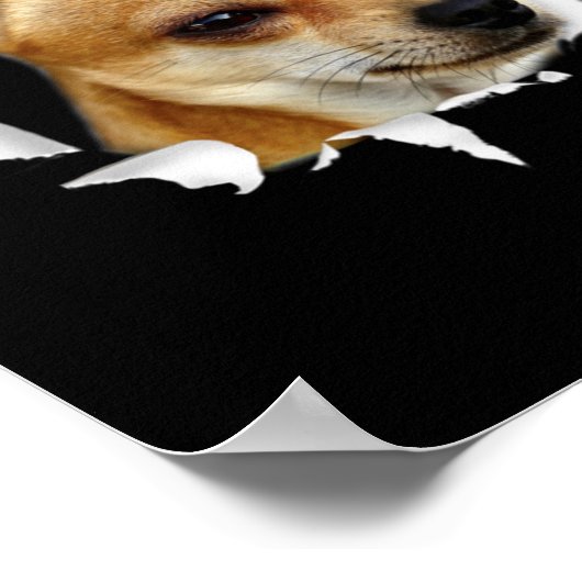 Poster Chihuahua (Coin)