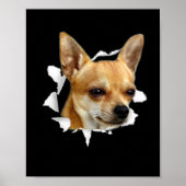 Poster Chihuahua (Devant)