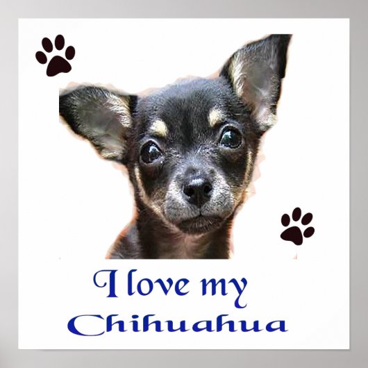 Poster Chihuahua (Devant)