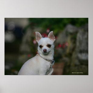 Poster Chihuahua blanc