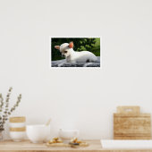 Poster Chihuahua blanc couché sous le soleil (Cuisine)