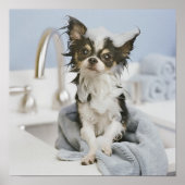 Poster Chihuahua Chiot Enveloppé Dans Une Serviette (Devant)
