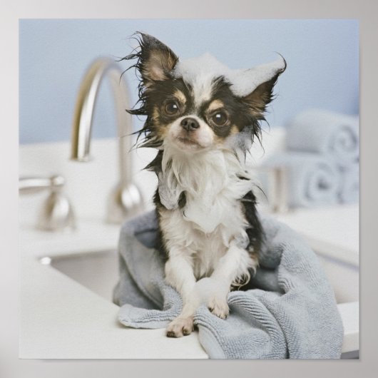 Poster Chihuahua Chiot Enveloppé Dans Une Serviette (Devant)