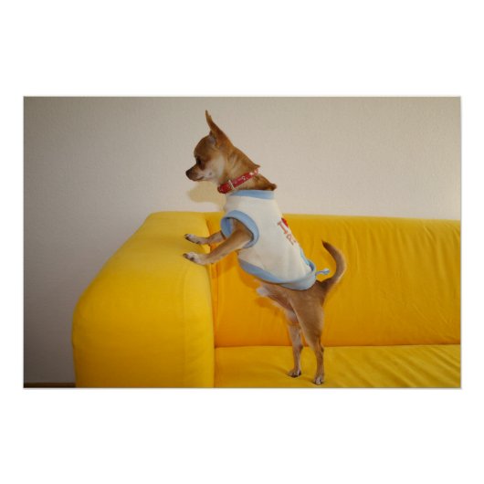 Poster Chihuahua chiot sur canapé jaune (Devant)