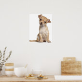 Poster Chihuahua chippy (2 mois) (Cuisine)